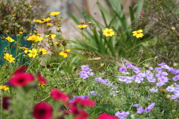 Wildflowers in my yard