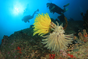 Fototapeta na wymiar Scuba divers diving on coral reef underwater
