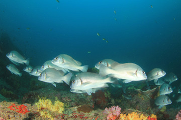 Fototapeta na wymiar Fish school coral reef