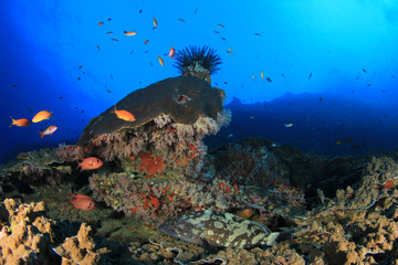 Coral reef underwater