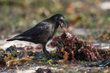 Carrion Crow, Crow, Corvus Corone