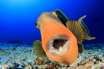 Fototapeta na wymiar Triggerfish fish