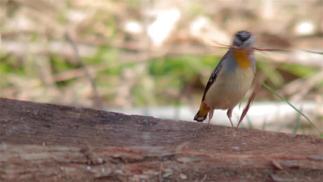 Spotted Pardalote Bird