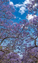 Jackaranda flower (grafton) blooming in Sydney