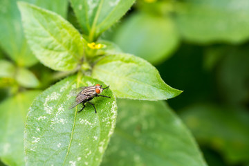 the fly on green leaves
