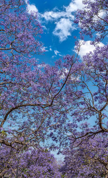 Jackaranda flower (grafton) blooming in Sydney