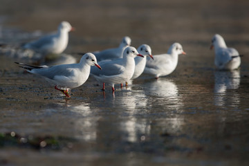 Black-headed Gull, Chroicocephalus ridibundus