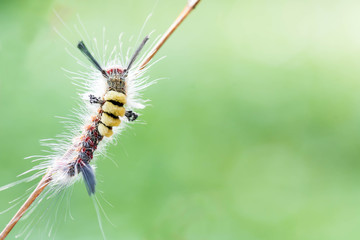 close-up hairy caterpillar on branch