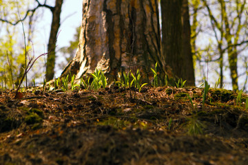 Tree trunk in woods