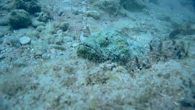 well disguised Devil Scorpionfish (Scorpaenopsis diabolus) lies on the reef, Red sea, Sharm El Sheikh, Sinai Peninsula, Egypt    
