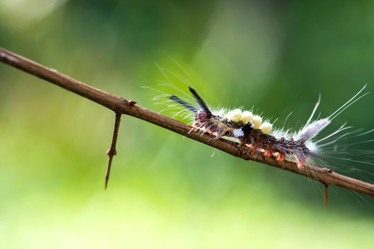 close-up hairy caterpillar on branch