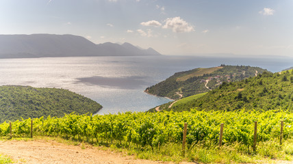 The Dalmatian coastline in Croatia with verdant vines and islands in the Adriatic Sea in the distance in summer.