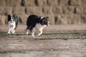 Dogs - Border Collie