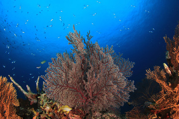 Naklejka na ściany i meble Fish,coral reef,scuba diving underwater