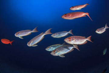 Fototapeta premium Fish in ocean on underwater coral reef