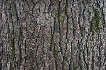 Oak Tree with Bark and Moss