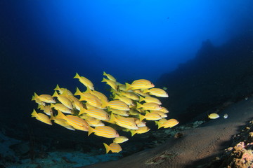 Fototapeta na wymiar Fish in ocean on underwater coral reef