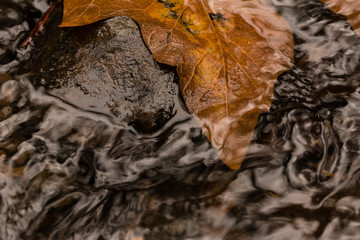 Maple Leaf and Rock Under Flowing Fresh Clear Water