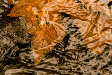 Maple Leaf and Rock Under Flowing Fresh Clear Water