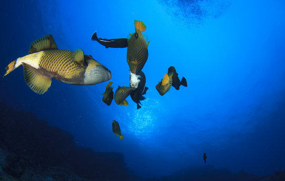 Fish in ocean on underwater coral reef