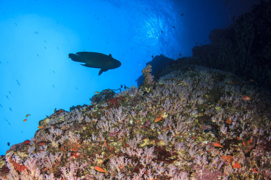 Napoleon fish on coral reef in ocean