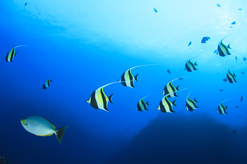 Naklejka na ściany i meble Fish in ocean on underwater coral reef