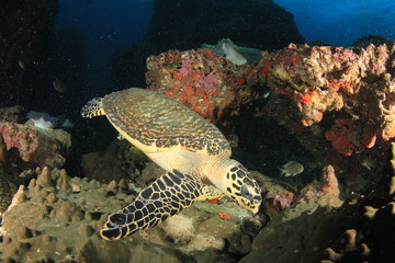 Obraz premium Hawksbill Sea Turtle