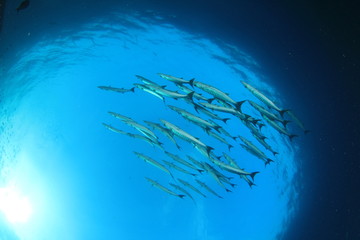 Naklejka premium School Barracuda fish 