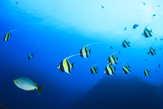 Fish in ocean on underwater coral reef