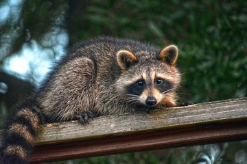 baby Racoon