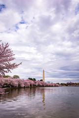 Obraz premium Washington Monument