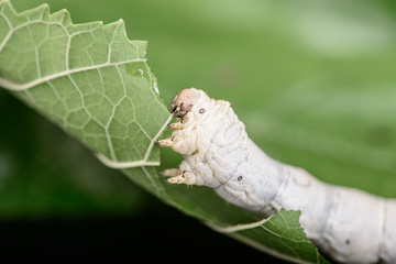 Silkworm