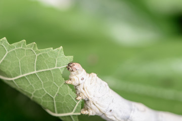 Silkworm