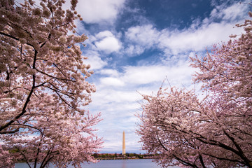 Washington Monument seen through the Cherry blossom trees at the National Mall in Washington DC