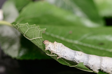 Silkworm