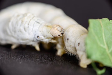 Naklejka premium Silkworm