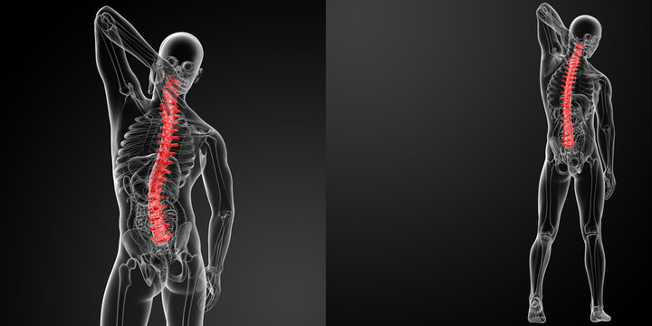 3d rendering Human Spine Anatomy