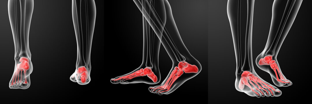 3D rendering of the human Skeletal  Feet