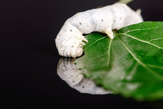 Silkworm