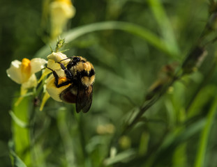 Bee collecting pollen on a yellow flower