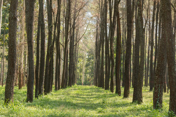 Obraz premium Channels of pine forest