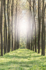 Obraz premium Sunrise or sunset in the pine forest.