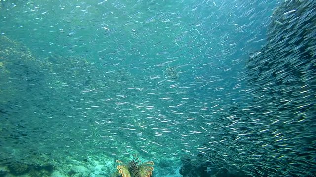 Red lionfish (Pterois volitans) in the hunt at the school of fish Hardyhead Silverside (Atherinomorus lacunosus), Red sea, Dahab, Sinai Peninsula, Egypt
