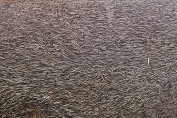 Bornean bearded pig (Sus barbatus). Skin texture.