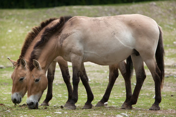 Obraz na płótnie Canvas Przewalski's horse (Equus ferus przewalskii)