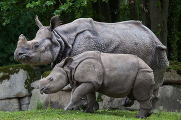 Obraz premium Indian rhinoceros (Rhinoceros unicornis).