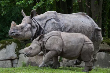 Fotobehang Neushoorn Indian rhinoceros (Rhinoceros unicornis).