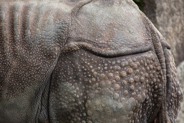 Fototapeta premium Indian rhinoceros (Rhinoceros unicornis). Skin texture