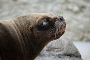 Fototapeta premium California sea lion (Zalophus californianus).