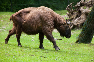 Mishmi takin (Budorcas taxicolor taxicolor)